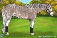 Horse Color:Silver Black Ice Sabino Splash Rabicano