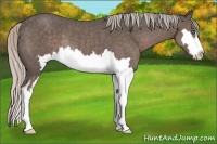 Horse Color:Silver Black Sabino Splash Frame Rabicano