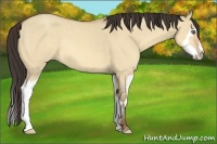 Horse Color:Amber Champagne Dun Splash Frame Rabicano