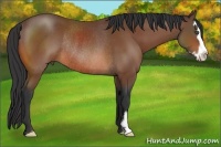 Horse Color:Bay Splash Frame Rabicano 