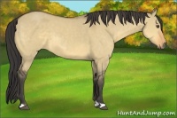 Horse Color:Buckskin Dun 