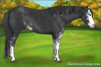 Horse Color:Black Sabino Splash 