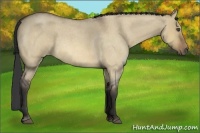 Horse Color:Buckskin Roan Dun Frame 