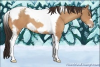 Horse Color:Amber Champagne Tobiano Frame 