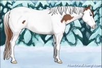 Horse Color:Chestnut Splash Tobiano