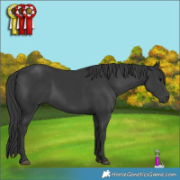 Horse Color:Black Rabicano 