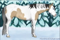 Horse Color:Bay Dun Splash Tobiano Rabicano