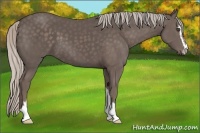 Horse Color:Silver Black Sabino 