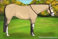 Horse Color:Buckskin Dun Splash Frame 