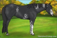 Horse Color:White Spotted Black Sabino