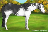 Horse Color:White Spotted Black Sabino