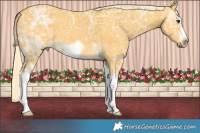 Horse Color:Palomino Ice Splash Frame 