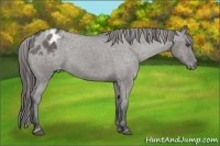 Horse Color:Grullo Appaloosa Rabicano 