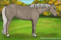 Horse Color:Silver Smoky Black 