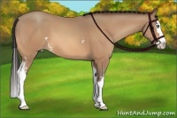 Horse Color:White Spotted Amber Champagne Splash 
