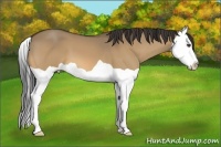 Horse Color:Buckskin Dun Splash