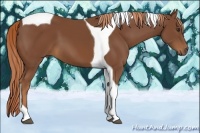 Horse Color:Chestnut Tobiano