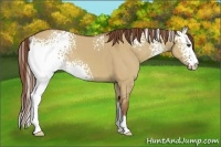 Horse Color:White Spotted Red Dun Sabino 