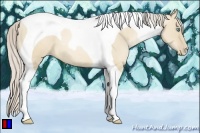 Horse Color:Palomino Pearl Dun Tobiano 