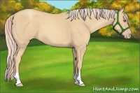 Horse Color:Gold Cream Champagne Roan 