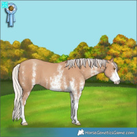Horse Color:White Spotted Silver Classic Champagne 