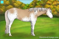 Horse Color:White Spotted Silver Classic Champagne 
