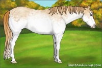 Horse Color:White Spotted Gold Champagne Splash 