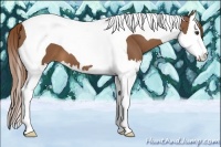 Horse Color:Chestnut Splash Tobiano