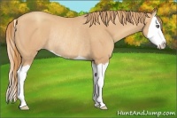 Horse Color:Gold Champagne Splash Rabicano 