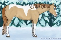 Horse Color:Red Dun Splash Tobiano 