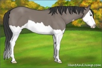 Horse Color:Grullo Splash 