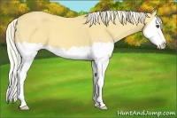 Horse Color:Palomino Splash 