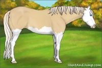 Horse Color:Palomino Splash 