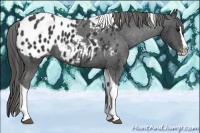 Horse Color:Black Sabino Splash Tobiano Appaloosa Rabicano