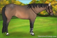 Horse Color:Buckskin Roan 