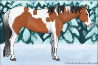 Horse Color:Bay Splash Tobiano