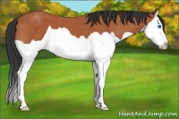 Horse Color:Bay Splash 