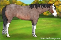 Horse Color:Bay Roan Splash 