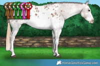 Horse Color:White Spotted Chestnut Ice Sabino Splash Appaloosa 