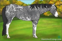 Horse Color:Black Ice Sabino