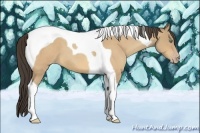 Horse Color:Amber Cream Champagne Roan Tobiano 