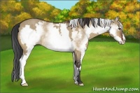 Horse Color:White Spotted Bay Dun Frame