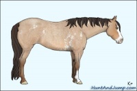 Horse Color:White Spotted Amber Champagne Roan Splash Frame 