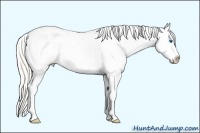 Horse Color:White Spotted Silver Classic Cream Champagne Dun Splash Tobiano Appaloosa 