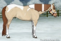 Horse Color:Red Dun Roan Tobiano Rabicano