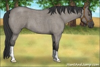 Horse Color:Grullo Roan 
