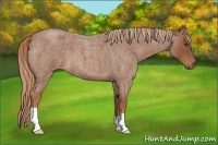 Horse Color:Red Roan 