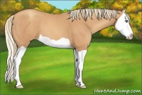 Horse Color:Gold Champagne Splash 