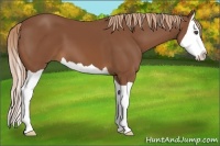 Horse Color:Chestnut Splash 