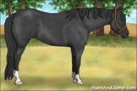 Horse Color:Blue Roan 